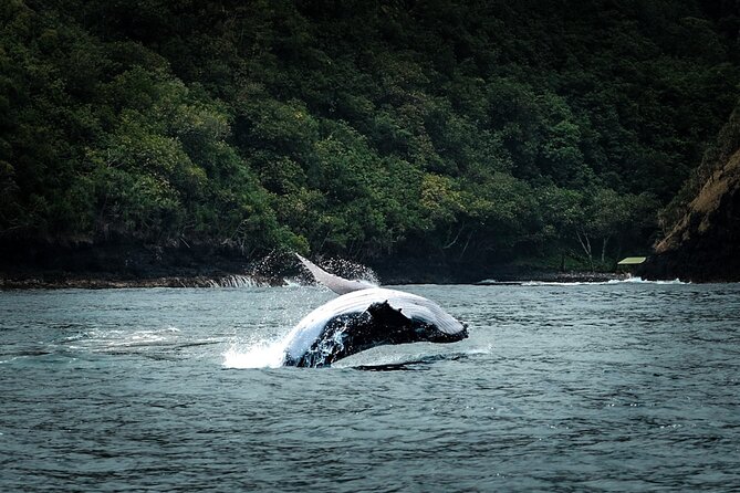 Half Day Whale Watching in a Small Shared Group - Why six passengers changes the whole experience