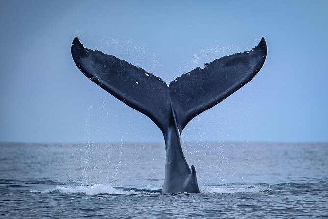 Half Day Whale Watching in a Small Shared Group - The whale search: patience is part of the outing