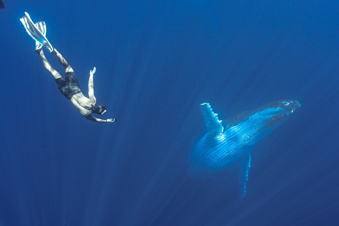 Half Day Whale Watching in a Small Shared Group - Approaching a humpback whale with care