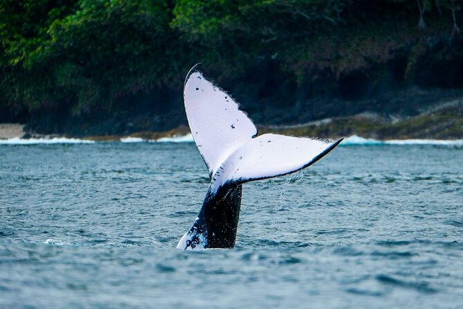 Half Day Whale Watching in a Small Shared Group - What the four hours feel like
