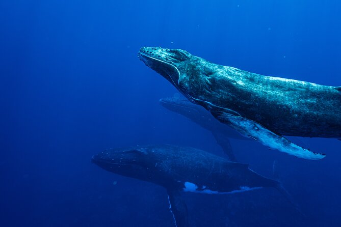 Half Day Whale Watching in a Small Shared Group - Is $236.85 good value?