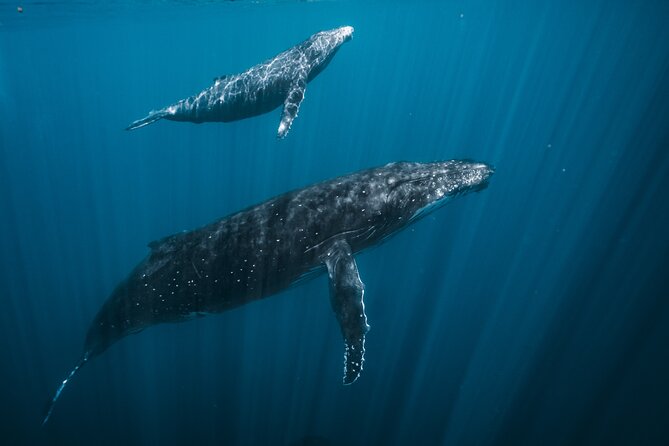Half Day Whale Watching in a Small Shared Group - Starting at Arue Stadium and boarding POTI MARARA