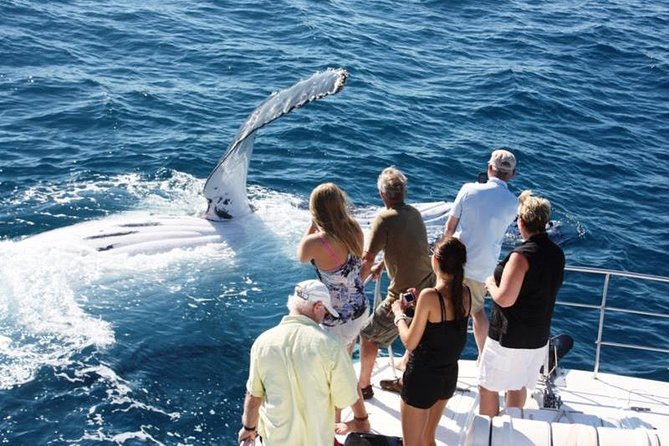 Half-Day Whale Watching Sunset Cruise from Broome - Why Broome Is Such a Good Place for Whale Watching