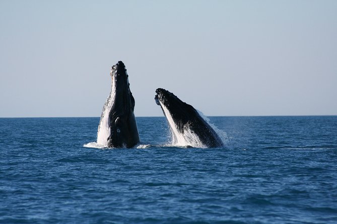 Half-Day Whale Watching Sunset Cruise from Broome - Watching Humpbacks in the Open Water