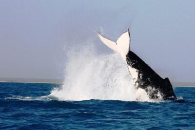 Half-Day Whale Watching Sunset Cruise from Broome