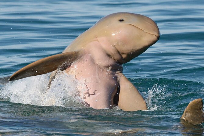Half-Day Whale Watching Sunset Cruise from Broome - Canapes, Cheese, Tea, and a Few Drinks
