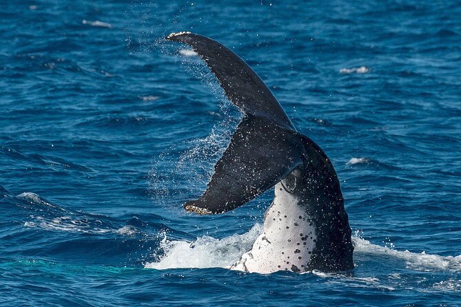 Half-Day Whale Watching Tour from Burnett Heads with Lunch - Leaving Bundaberg Port Marina at 9:45am
