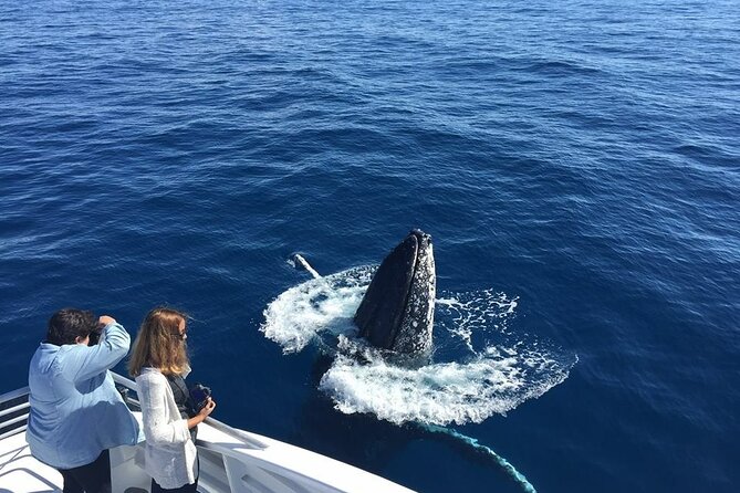 Half-Day Whale Watching Tour from Burnett Heads with Lunch - Finding humpbacks along the Humpback Highway
