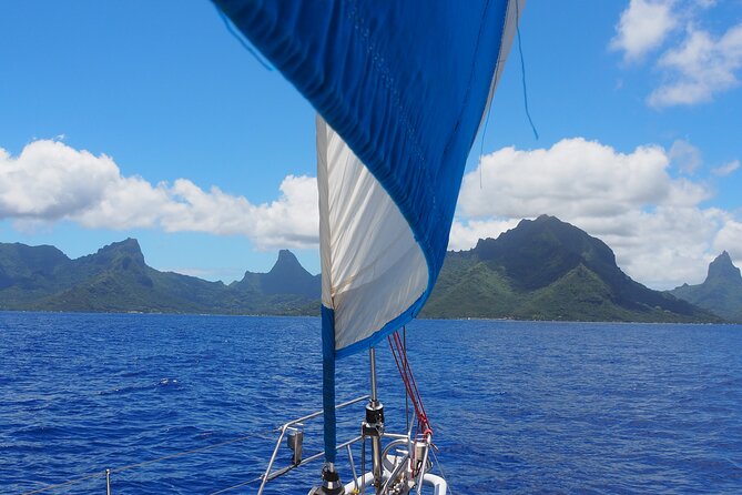 Half day whale watching - Without launch - What this Moorea boat trip really offers
