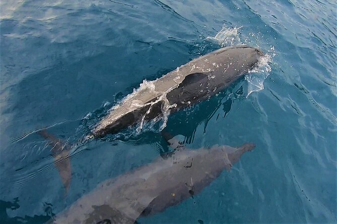 Half day whale watching - Without launch - Weather, cancellation, and practical limits