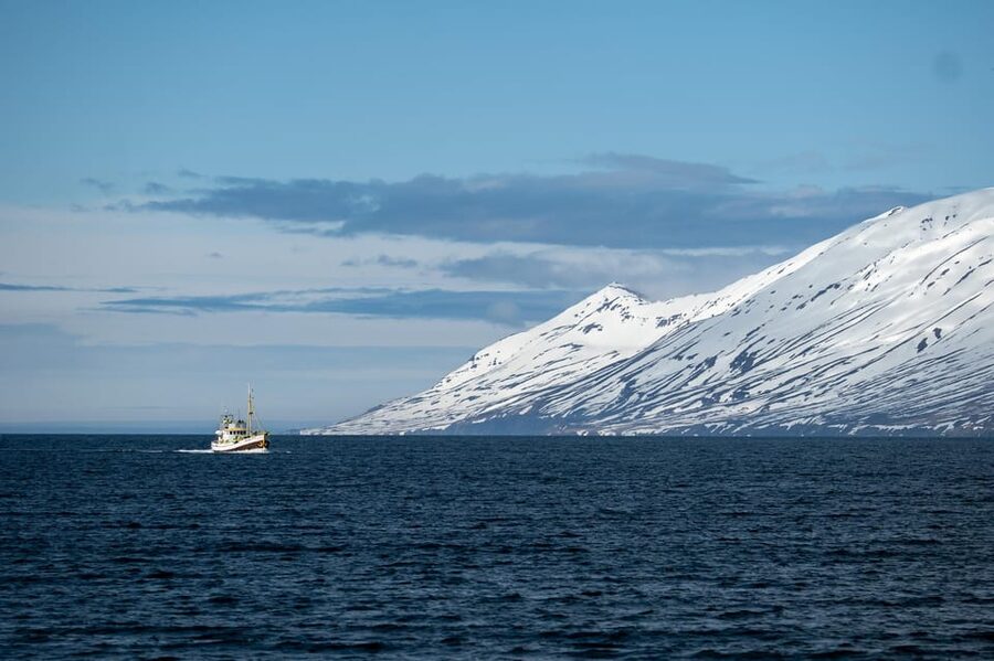 Hauganes: Whale Watching North Iceland - Key points before you book