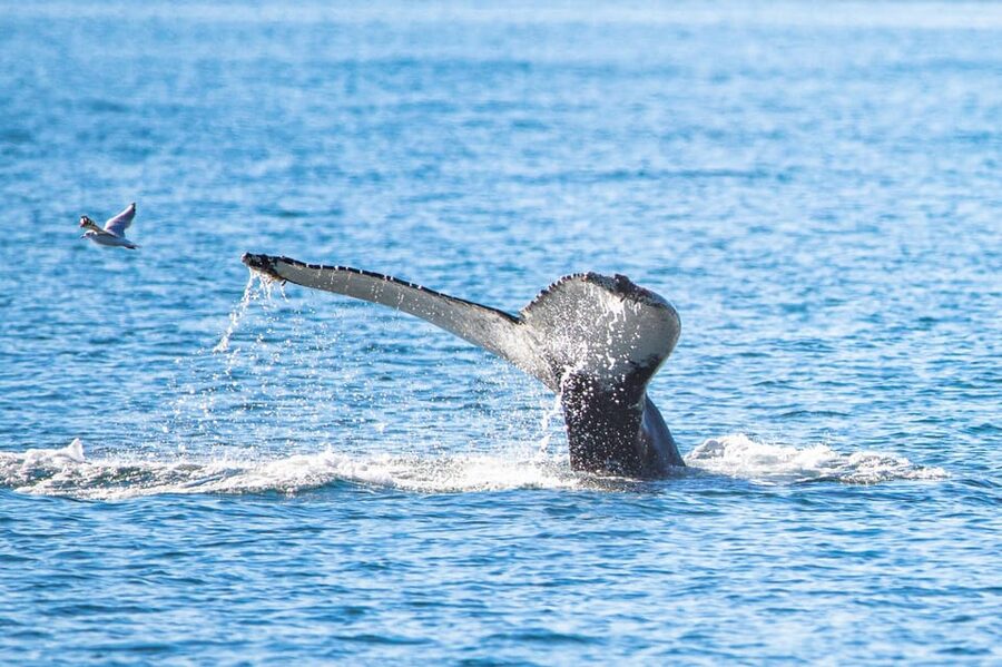 Hauganes: Whale Watching North Iceland - The first 30 minutes on Eyjafjörður