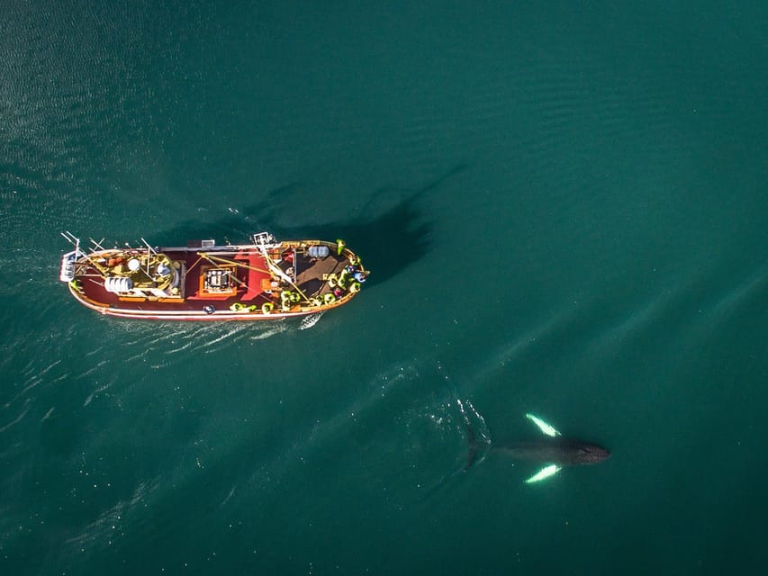 Hauganes: Whale Watching North Iceland - The one-hour whale watch