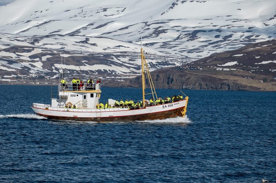 Hauganes: Whale Watching North Iceland - What $106 represents