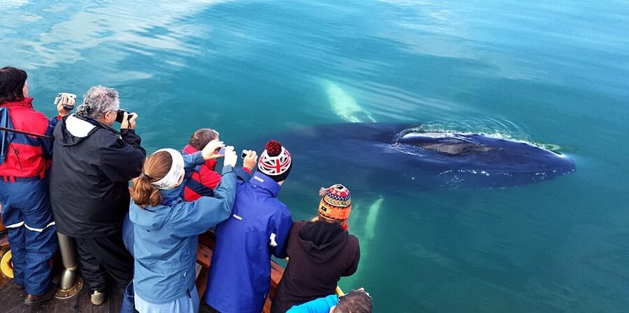 Hauganes: Whale Watching North Iceland - Who will enjoy this outing most