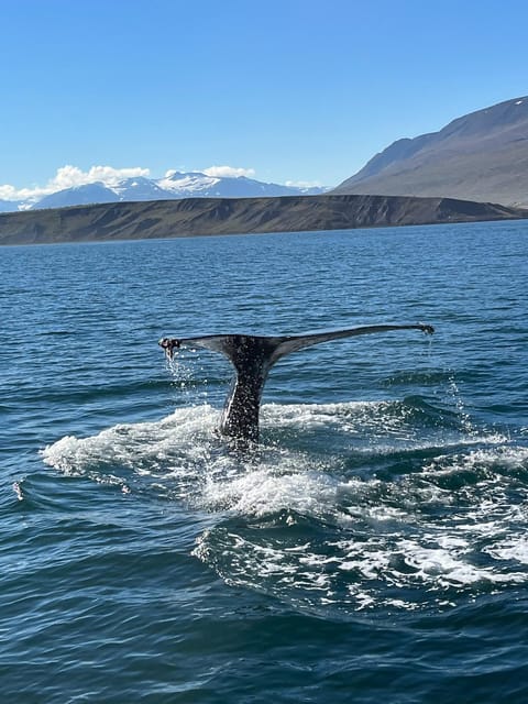 Hauganes: Whale Watching North Iceland - A boat with fishing roots