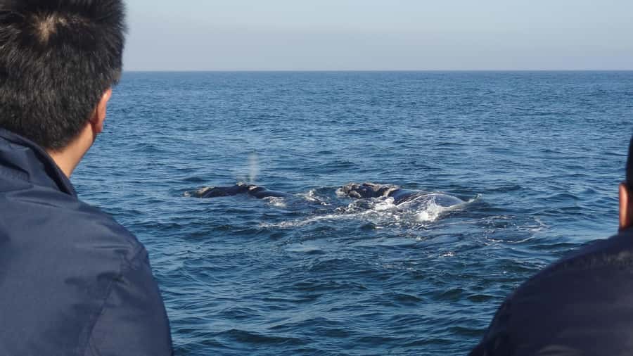 Hermanus: Boat Based Whale Watching Experience - What Makes This Hermanus Whale Trip Worth Your Time