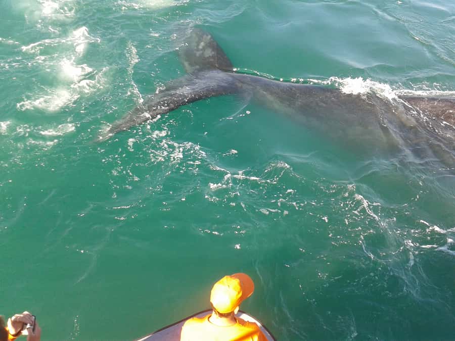 Hermanus: Boat Based Whale Watching Experience - Leaving Hermanus New Harbour
