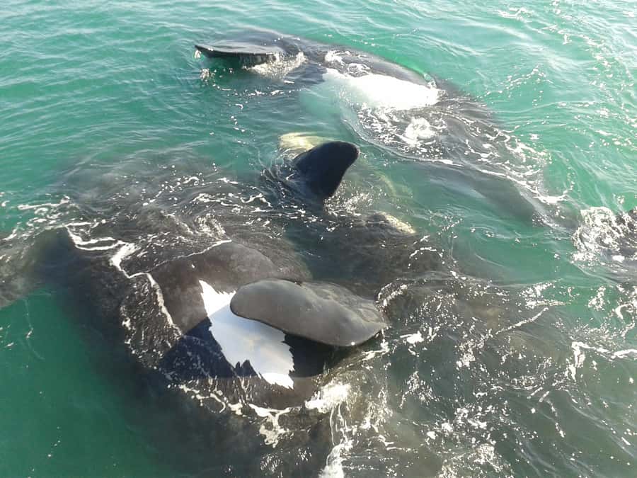 Hermanus: Boat Based Whale Watching Experience - Meeting Southern Right Whales at Sea