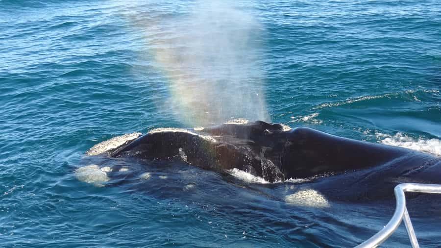 Hermanus: Boat Based Whale Watching Experience - The First Run Across Walker Bay
