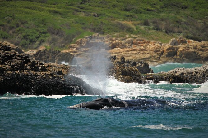 Hermanus Land based Whale Tour with Dave de Beer - What makes a private tour worth $80.81