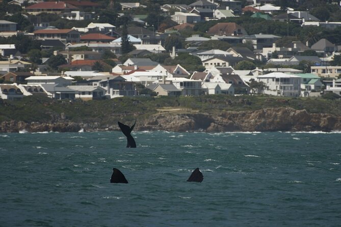 Hermanus Land based Whale Tour with Dave de Beer - Who will enjoy this land-based format most