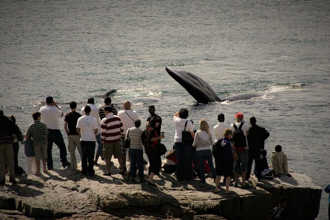 Hermanus Land based Whale Tour with Dave de Beer - Timing, weather, and practical planning