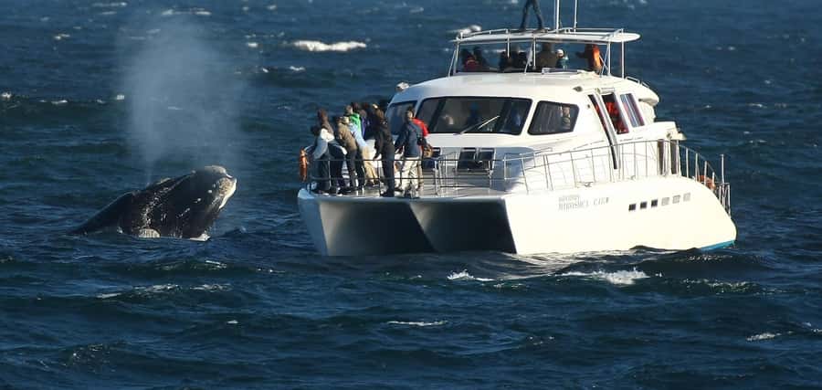 Hermanus: Whale and Dolphin Watching Boat Trip - Quick take: what matters most