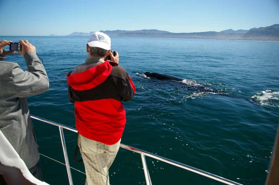 Hermanus: Whale and Dolphin Watching Boat Trip - Starting at Hermanus New Harbour