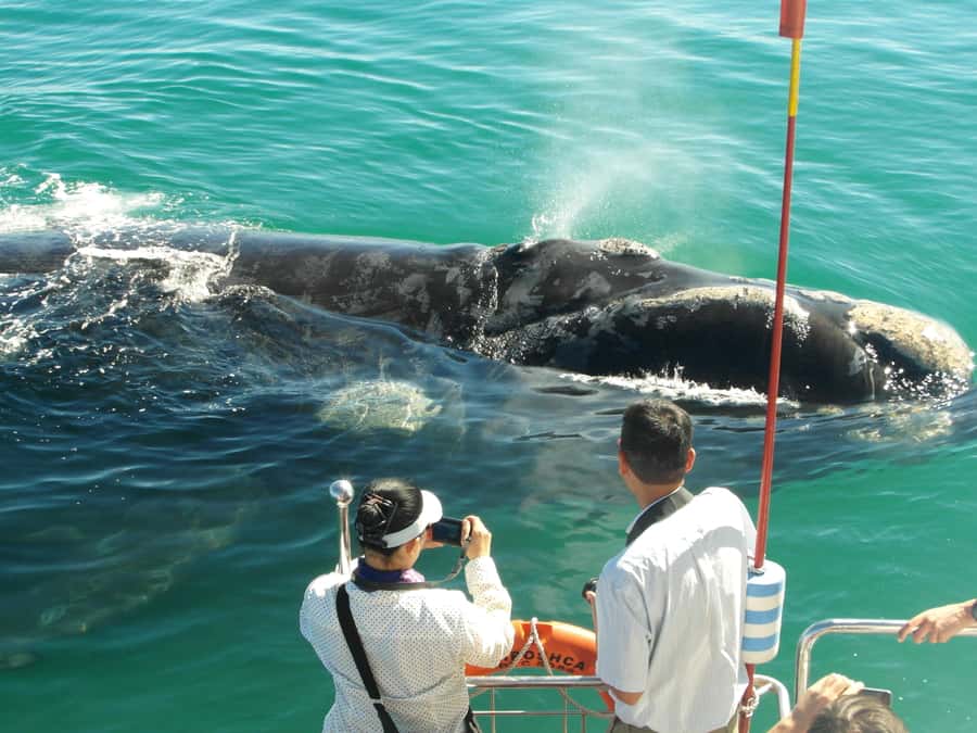 Hermanus: Whale and Dolphin Watching Boat Trip - Finding southern right whales, Bryde’s whales, and dolphins