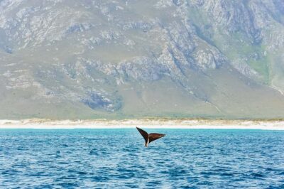 Hermanus: Whale and Dolphin Watching Boat Trip