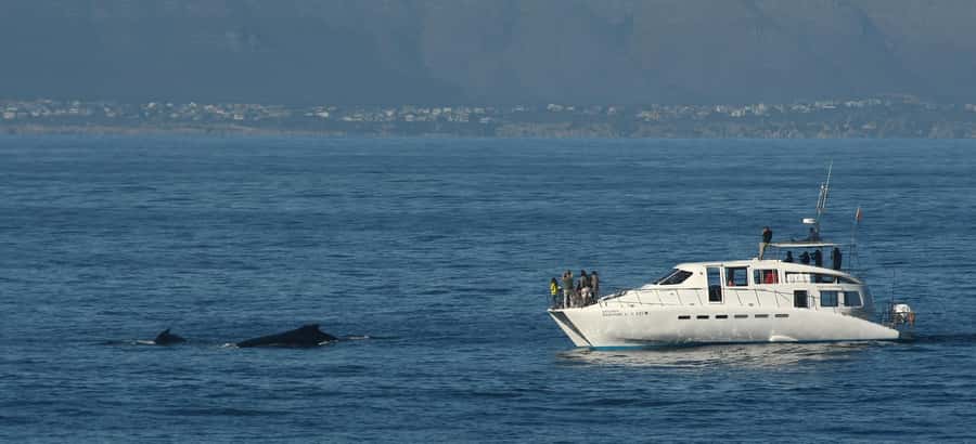 Hermanus: Whale and Dolphin Watching Boat Trip - Family rules and practical limits