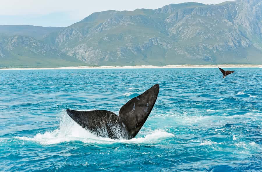 Hermanus: Whale and Dolphin Watching Boat Trip - How the conservation approach affects the encounter