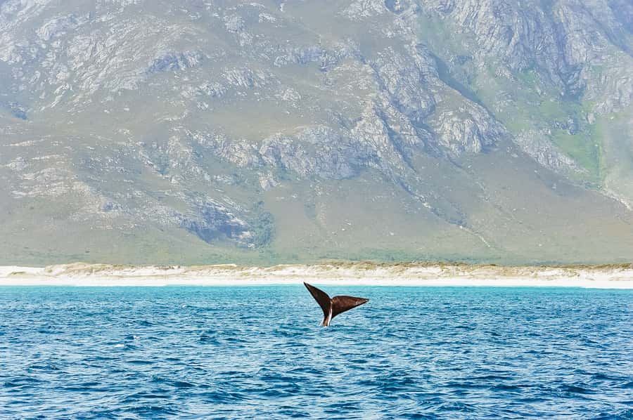 Hermanus: Whale and Dolphin Watching Boat Trip - Two hours on a catamaran