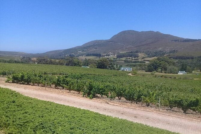 Hermanus Whale Coast Wine Tour (Cape To Grape Wine Tours) - Hermanus adds harbour views and whale country