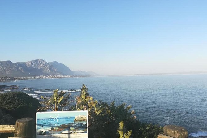 Hermanus Whale Coast Wine Tour (Cape To Grape Wine Tours) - Hamilton Russell Vineyards starts the tasting day