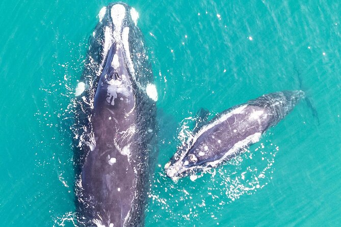 Hermanus Whale Watching and Wine Tasting - Wine tasting at Benguela Cove