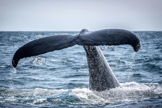 Hermanus Whale Watching and Wine Tasting - Who will enjoy this day most?