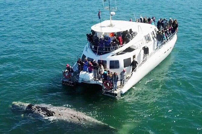 Hermanus Whale Watching and Wine Tasting Private Tour - Key points at a glance