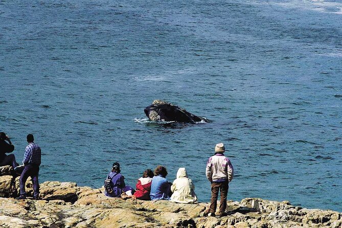 Hermanus Whale Watching and Wine Tasting Private Tour - Why this Cape Town day trip works
