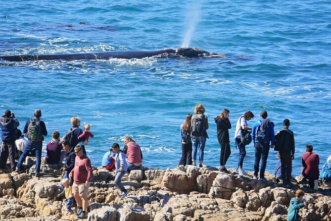 Hermanus Whale Watching and Wine Tasting Private Tour - Three hours with Hermanus whales