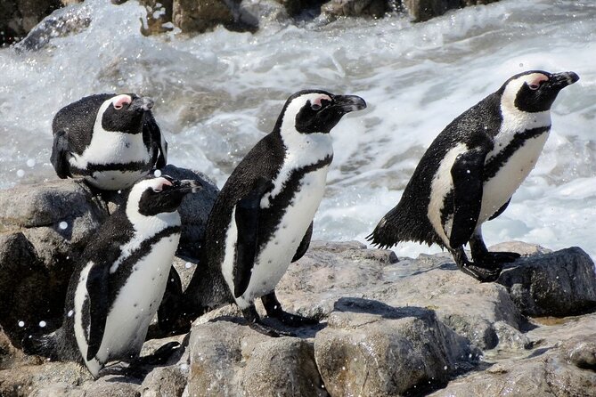 Hermanus Whale Watching and Wine Tasting Private Tour - Lunch at Lemonicious in Hermanus