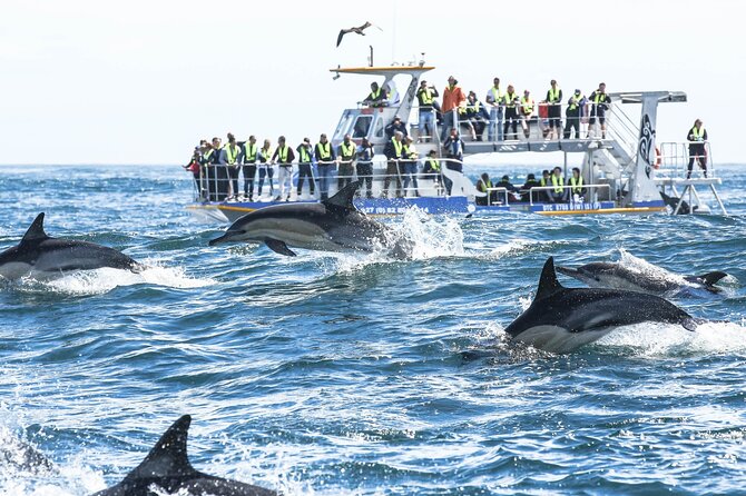 Hermanus Whale Watching and Wine Tasting Private Tour - What the $300 price includes