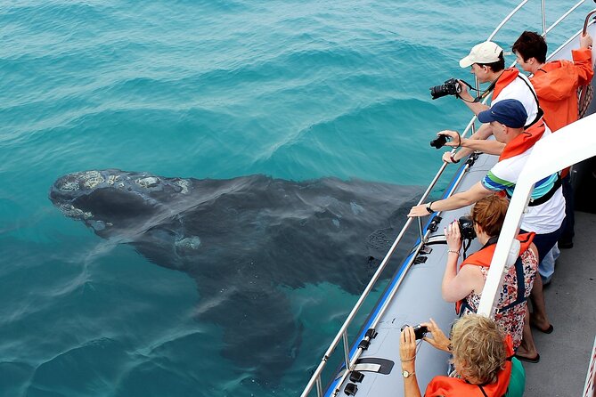 Hermanus Whale Watching and Wine Tasting Private Tour - The 5:30 am start and the road to Hermanus