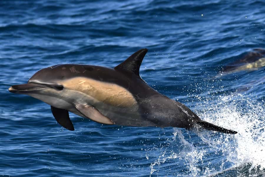 Hermanus: Whale Watching and Wine Testing - Why this pairing works in one long day