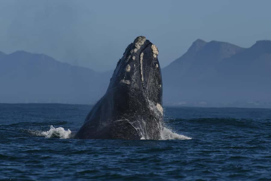 Hermanus: Whale Watching and Wine Testing - On the water in Walker Bay