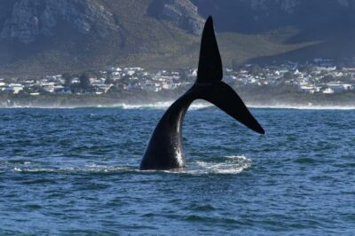 Hermanus: Whale Watching and Wine Testing