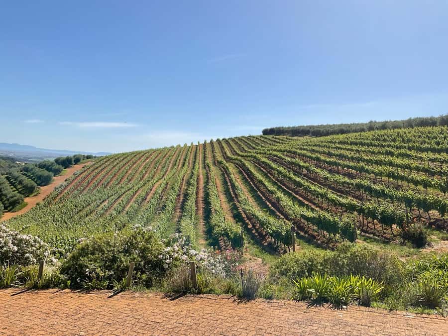 Hermanus: Whale Watching and Wine Testing - Wine at Benguela Cove or Spier
