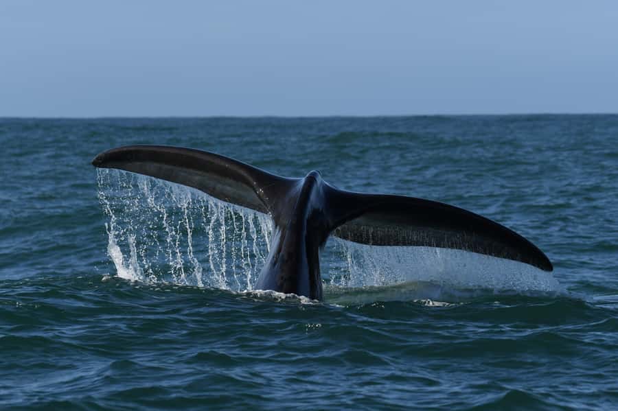 Hermanus: Whale Watching and Wine Testing - Who should book this experience