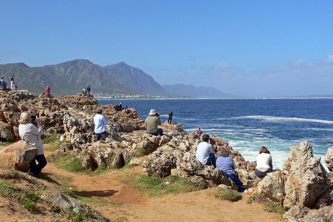 Hermanus Whale Watching Day Trip from Cape Town - Key points to know before you book